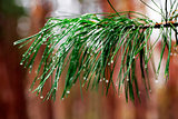 green prickly branches of a fur-tree or pine with rain drops