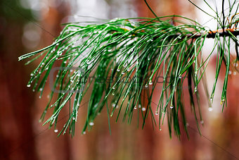 green prickly branches of a fur-tree or pine with rain drops
