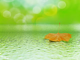 single orange mapple leaf in water on a tender blurred background