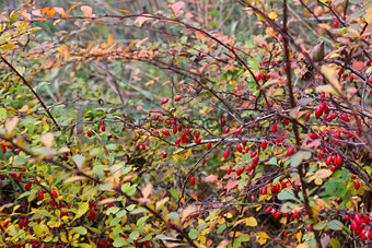 Ripe red berries of barberry (Berberis) in autumn.