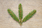 fir twig on wooden table