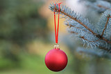 christmas ball hanging on blue spruce