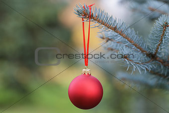 christmas ball hanging on blue spruce