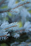 blue spruce twigs close up