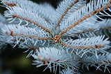 blue spruce twigs close up