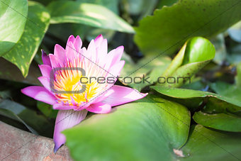 Pink lotus flower bloom on green foliage