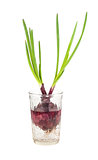 Green onion growing in a glass with water
