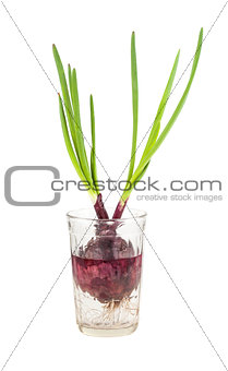 Green onion growing in a glass with water