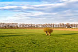 green meadows on Dutch farmland