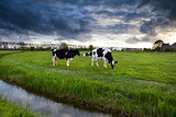 black and white cows on pasture before sunset
