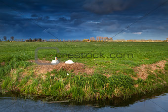 couple of white swans on nest at sunset