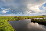 cloudscape over Dutch farmland with grazing sheep