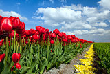 red tulips over blue sky