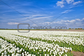fields with white tulips, Alkmaar