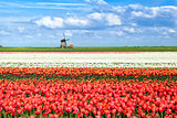 colorful tulip fields in Alkmaar