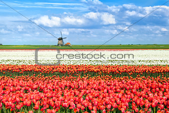 colorful tulip fields in Alkmaar