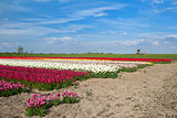 colorful tulip fields and windmill in Alkmaar