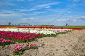 colorful tulip fields and windmill in Alkmaar