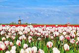 red and white tulips and windmill