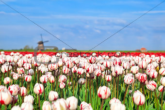 red and white tulips and windmill
