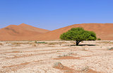 sand dune in the Namib Desert,