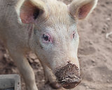 Live pig on farm
