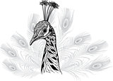 Peacock bird head as symbol for mascot or emblem design
