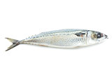 Mackerel or Tuna fish