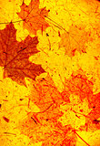 Grunge background with autumn leaves