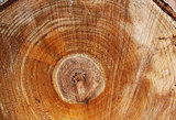 Cut of a log