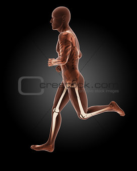 jogging male medical skeleton