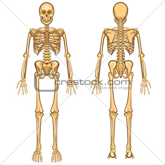 Human Skeleton Vector Illustration