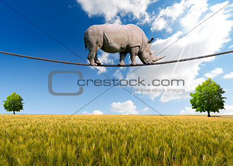 Rhino Walking on Rope