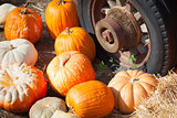 Fresh Fall Pumpkins and Old Rusty Antique Tire  