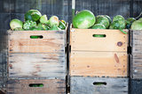 Fresh Fall Gourds and Crates in Rustic Fall Setting 