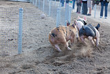 A Day at the Little Pig Races 