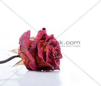 Dried red rose 