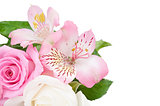 Flowers on white background