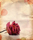 Dried red rose and leaves