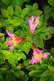 Pink Astemaria Flowers