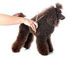poodle and scissors