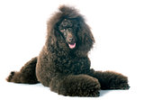 brown poodle 