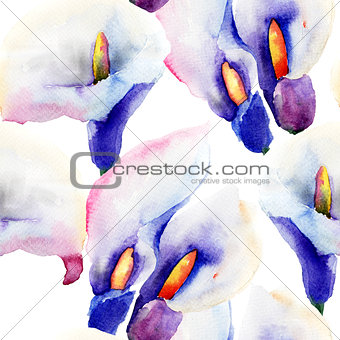 Seamless pattern with Calla Lily flowers