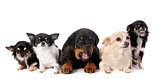 puppy rottweiler and chihuahuas