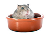 russian hamster in bowl