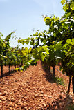 Summer vineyard 