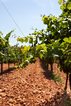 Summer vineyard 