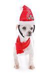 Pet dog wearing  Christmas headband and scarf