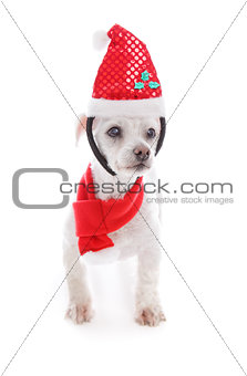 Pet dog wearing  Christmas headband and scarf