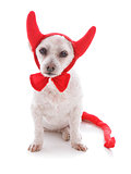 Bad Dog halloween devil costume